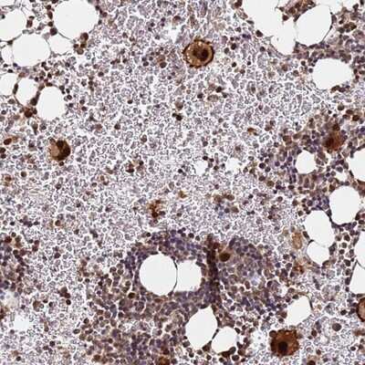 Immunohistochemistry-Paraffin: RGS18 Antibody [NBP1-92329]