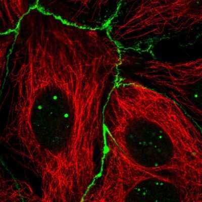 Immunocytochemistry/ Immunofluorescence: RGS19 Antibody [NBP2-68724]