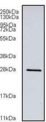 Western Blot: RGS2 Antibody (4C4) [H00005997-M01]