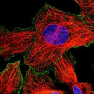 Immunocytochemistry/ Immunofluorescence: RGS3 Antibody [NBP3-17760]