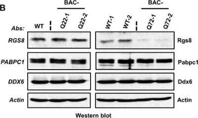 Western Blot: RGS8 Antibody [NBP2-20153]