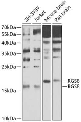 Western Blot: RGS8 AntibodyBSA Free [NBP2-94343]