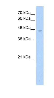 Western Blot: RHAG Antibody [NBP1-62670]