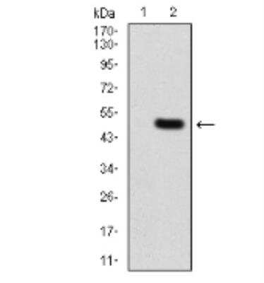 Western Blot: RHAMM/CD168 Antibody (2F2C9)BSA Free [NBP2-52437]