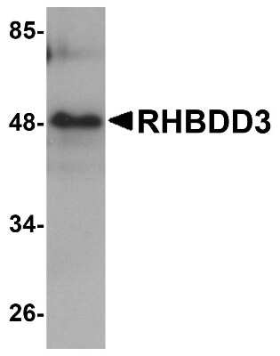 Western Blot: RHBDD3 AntibodyBSA Free [NBP1-76250]