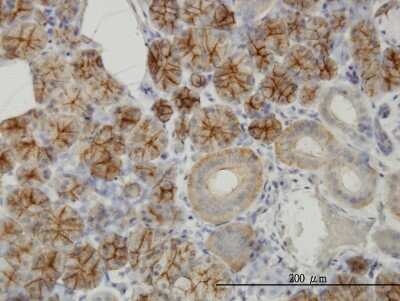 Immunohistochemistry-Paraffin: RHCG Antibody (5A4) [H00051458-M06]