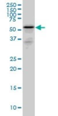 Western Blot: RHCG Antibody (5A4) [H00051458-M06]