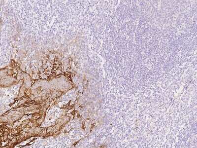 Immunohistochemistry-Paraffin: RHCG Antibody [NBP2-97617]