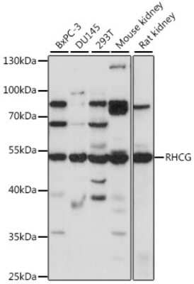 Western Blot: RHCG AntibodyAzide and BSA Free [NBP2-93874]