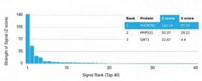 Protein Array: RHOBTB2 Antibody (DBC2/3361) - Azide and BSA Free [NBP3-14286]