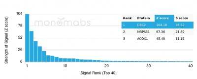 Protein Array: RHOBTB2 Antibody (DBC2/3362) - Azide and BSA Free [NBP3-08659]