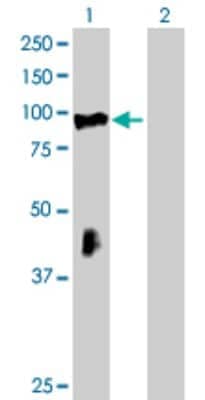 Western Blot: RHOBTB2 Antibody [H00023221-B01P]