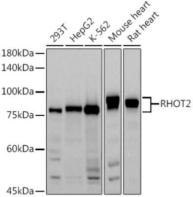 Western Blot: RHOT2 AntibodyAzide and BSA Free [NBP2-93326]