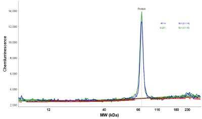 Simple Western: RHOT2 Antibody [NBP1-88982]