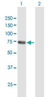 Western Blot: RHOT2 Antibody [H00089941-B01P]