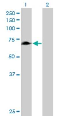 Western Blot: RHPN1 Antibody [H00114822-B01P]