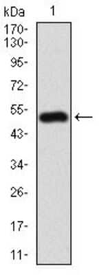 Western Blot: RIAM/APBB1IP Antibody (7E7A3)BSA Free [NBP2-52417]