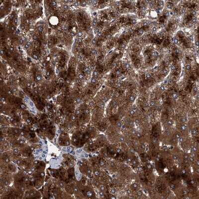 Immunohistochemistry-Paraffin: RIBC1 Antibody [NBP1-83521]
