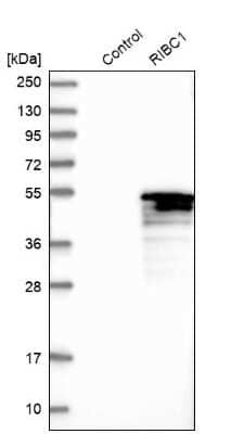 Western Blot: RIBC1 Antibody [NBP1-83521]