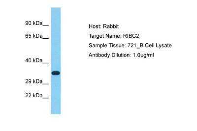 Western Blot: RIBC2 Antibody [NBP2-83445]