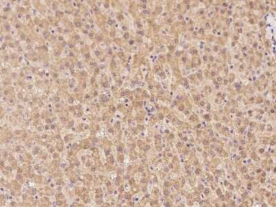 Immunohistochemistry-Paraffin: RIC3 Antibody [NBP2-97932]