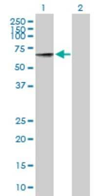 Western Blot: RIC3 Antibody [H00079608-B01P]