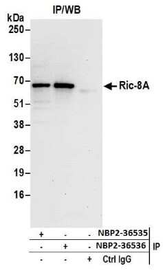 Immunoprecipitation: RIC8A Antibody [NBP2-36535]