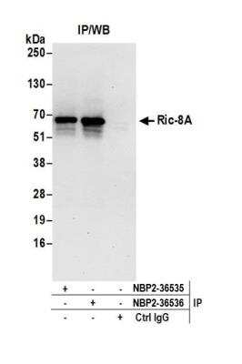 Immunoprecipitation: RIC8A Antibody [NBP2-36536]