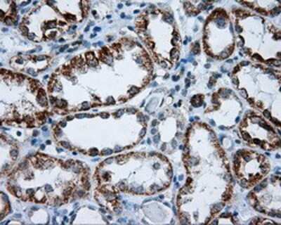 Immunohistochemistry: RIC8A Antibody (OTI3G3) - Azide and BSA Free [NBP2-73908]