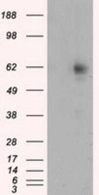 Western Blot: RIC8A Antibody (OTI3G3)Azide and BSA Free [NBP2-73908]