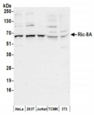 Western Blot: RIC8A Antibody [NBP2-36536]