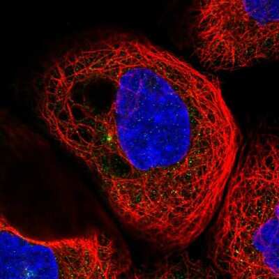 Immunocytochemistry/ Immunofluorescence: RIC8B Antibody [NBP2-13232]