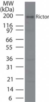 Western Blot: Rictor Antibody [NB100-56427]