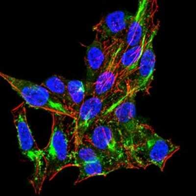 Immunocytochemistry/ Immunofluorescence: RIG-I Antibody (4G1B6) - BSA Free [NBP2-61849]