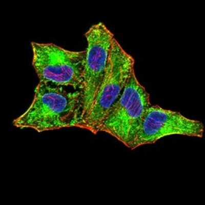Immunocytochemistry/ Immunofluorescence: RIG-I Antibody (4G1B6) - BSA Free [NBP2-61849]
