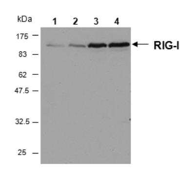 Western Blot: RIG-I Antibody (Alme-1)BSA Free [NBP2-80055]