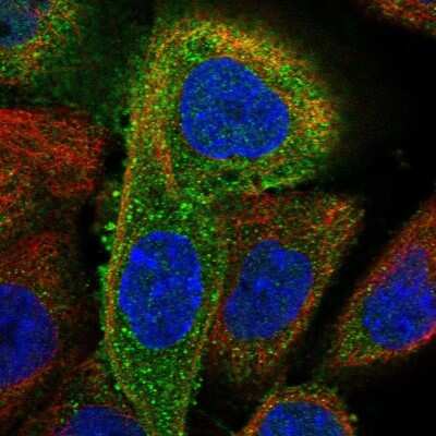 Immunocytochemistry/ Immunofluorescence: RIG-I Antibody [NBP2-55599]