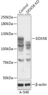 Knockout Validated: RIG-I Antibody - Azide and BSA Free [NBP3-03011]