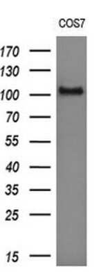 Western Blot: RIG-I Antibody (OTI6C1) [NBP2-45678]