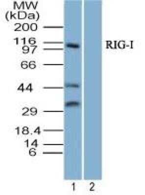 Western Blot: RIG-I AntibodyBSA Free [NBP2-27419]