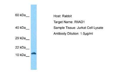 Western Blot: RIIAD1 Antibody [NBP2-83446]