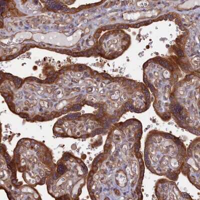 Immunohistochemistry-Paraffin: RILPL1 Antibody [NBP1-81928]