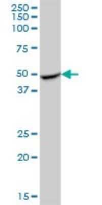 Western Blot: RILPL1 Antibody [H00353116-B01P]