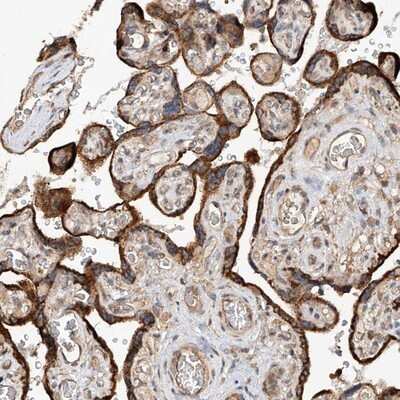 Immunohistochemistry-Paraffin: RILPL2 Antibody [NBP1-82041]