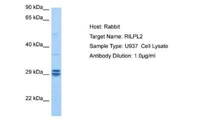 Western Blot: RILPL2 Antibody [NBP2-85637]