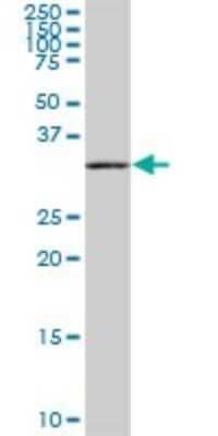 Western Blot: RIMKB Antibody [H00057494-B01P]