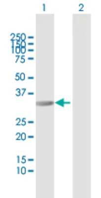 Western Blot: RIMKB Antibody [H00057494-B01P]