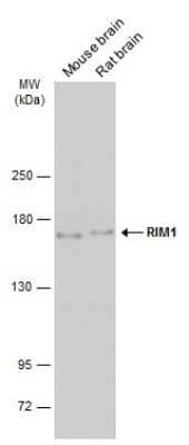 Western Blot: RIMS1 Antibody [NBP3-13395]