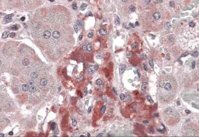 Immunohistochemistry-Paraffin: RIMS2 Antibody - BSA Free [NBP2-41077]