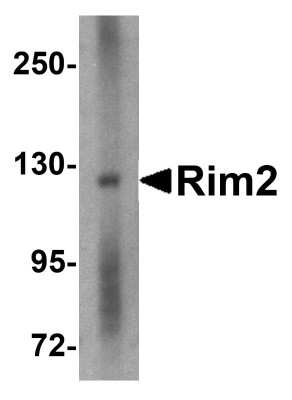 Western Blot: RIMS2 AntibodyBSA Free [NBP1-76905]